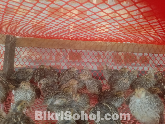 ডিম উৎপাদনের কোয়েল